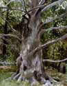 European Beech Tree